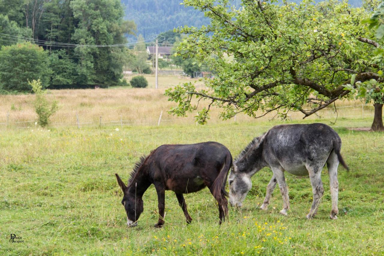 Roulotte Le Temps De Rever Bed & Breakfast Saint-Michel-sur-Meurthe Luaran gambar