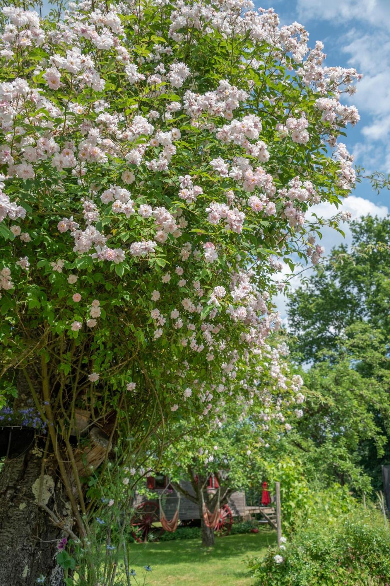 Roulotte Le Temps De Rever Bed & Breakfast Saint-Michel-sur-Meurthe Luaran gambar